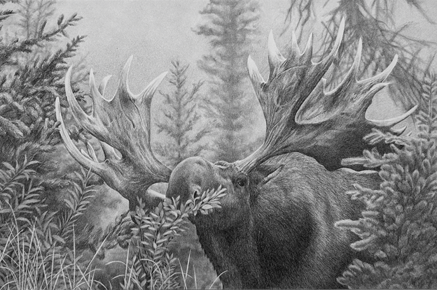 Browsing Bull Moose