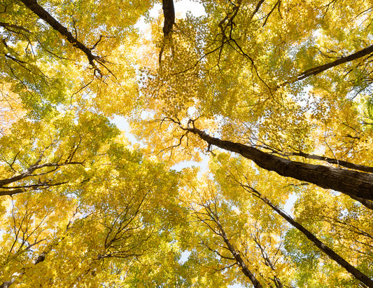 Dont Forget to Look Up