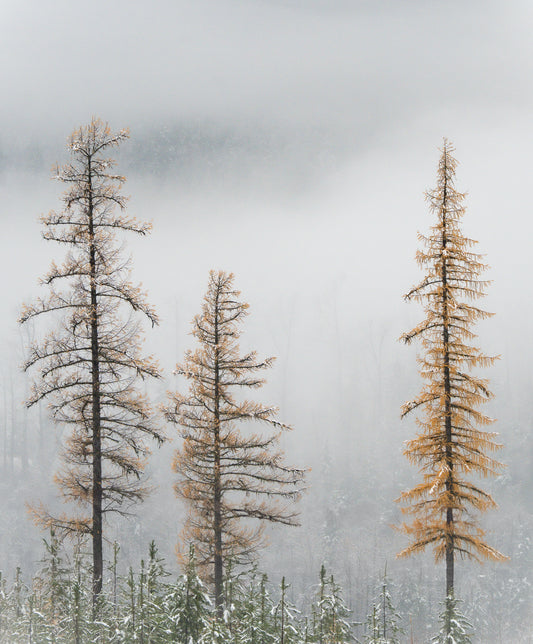 Larches in the Mist