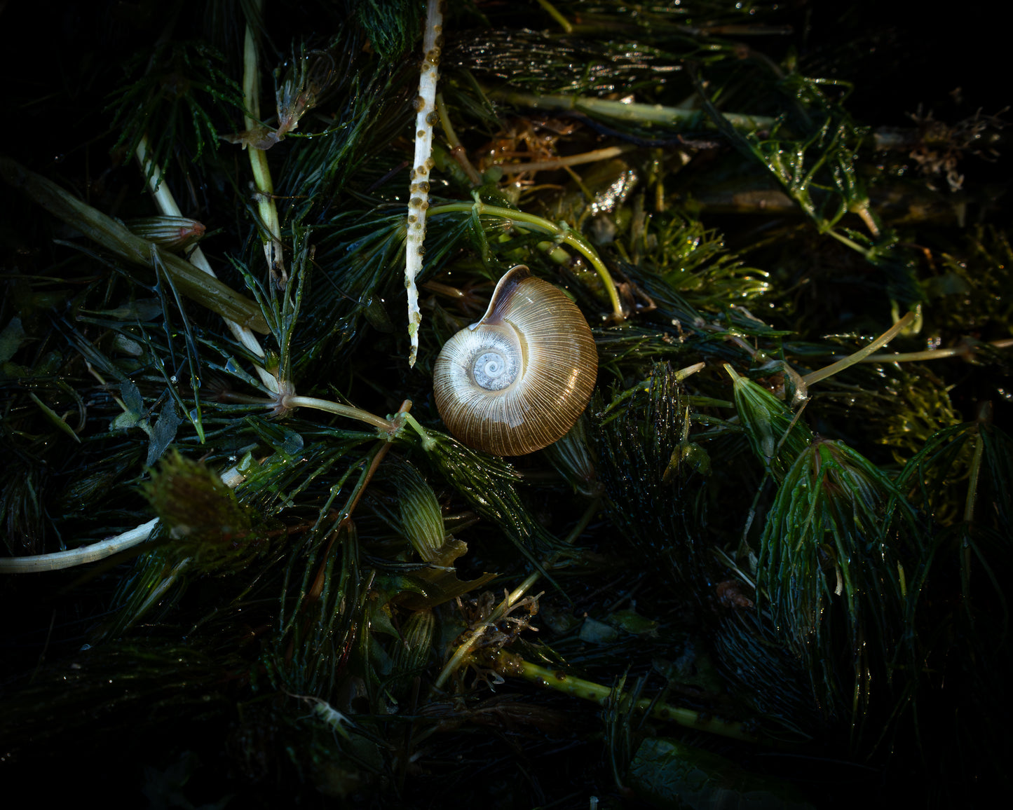 Spiral
