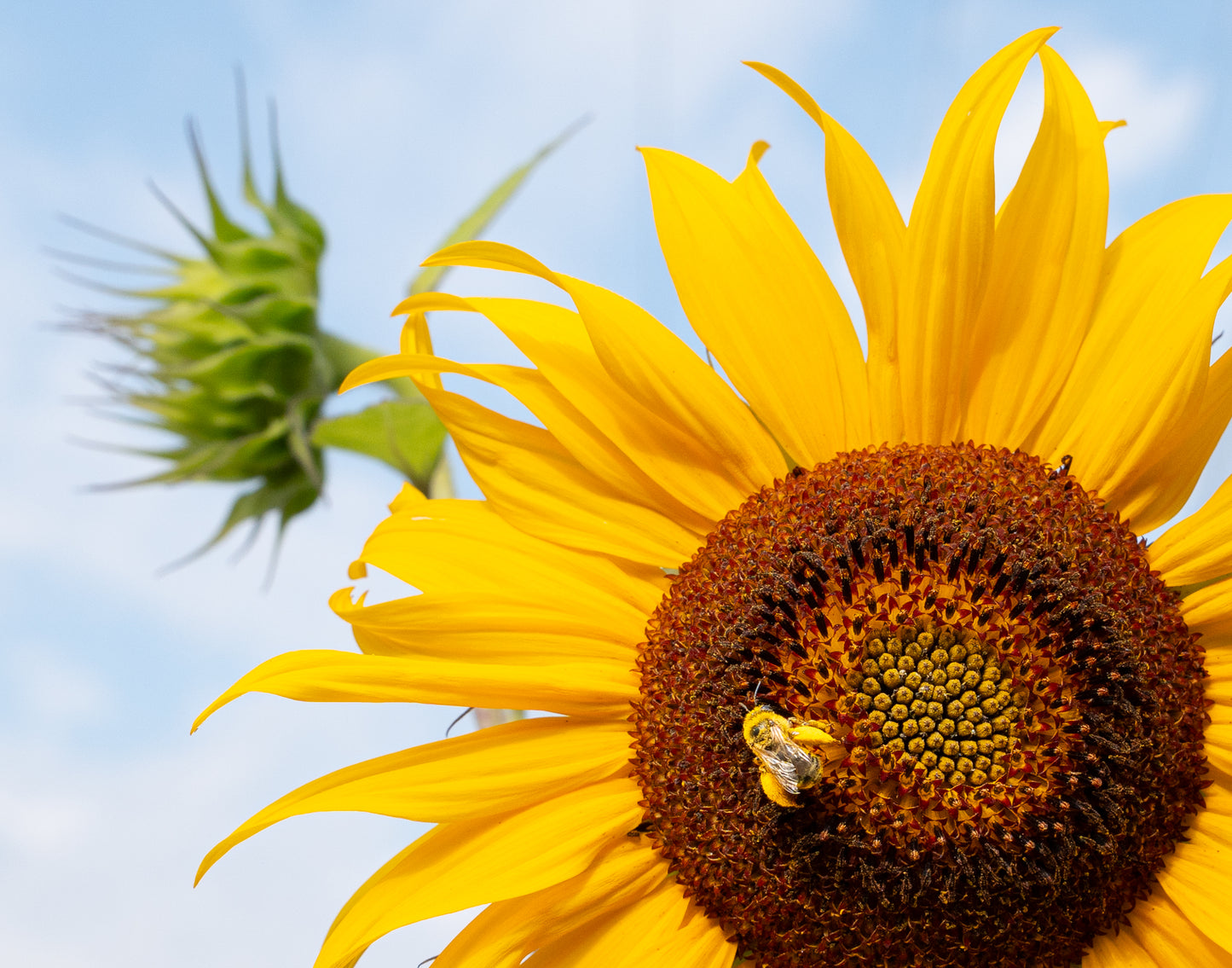 The Sunflower and the Bee