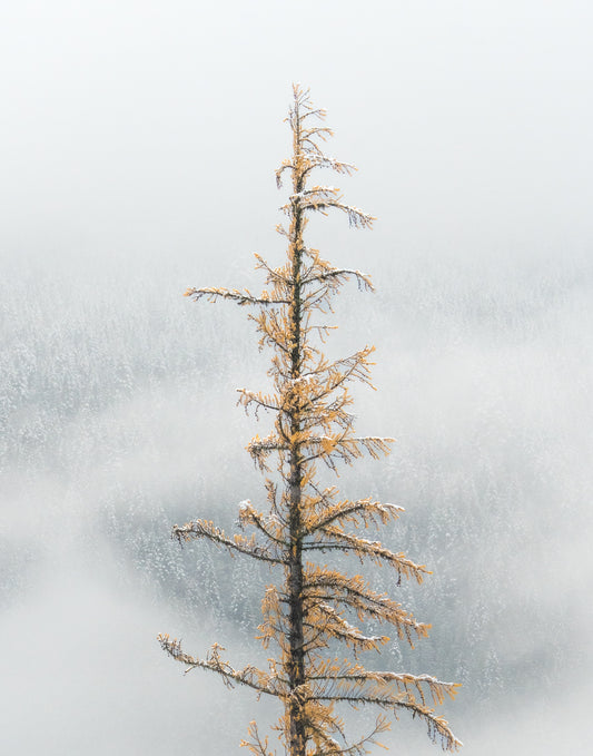 The Tree Stands Alone