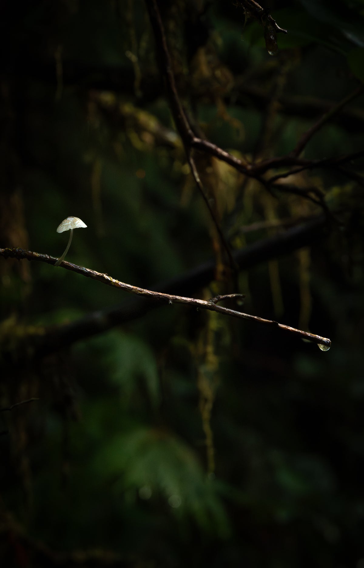 Mushroom Drop