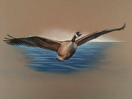 Canada Goose in Flight