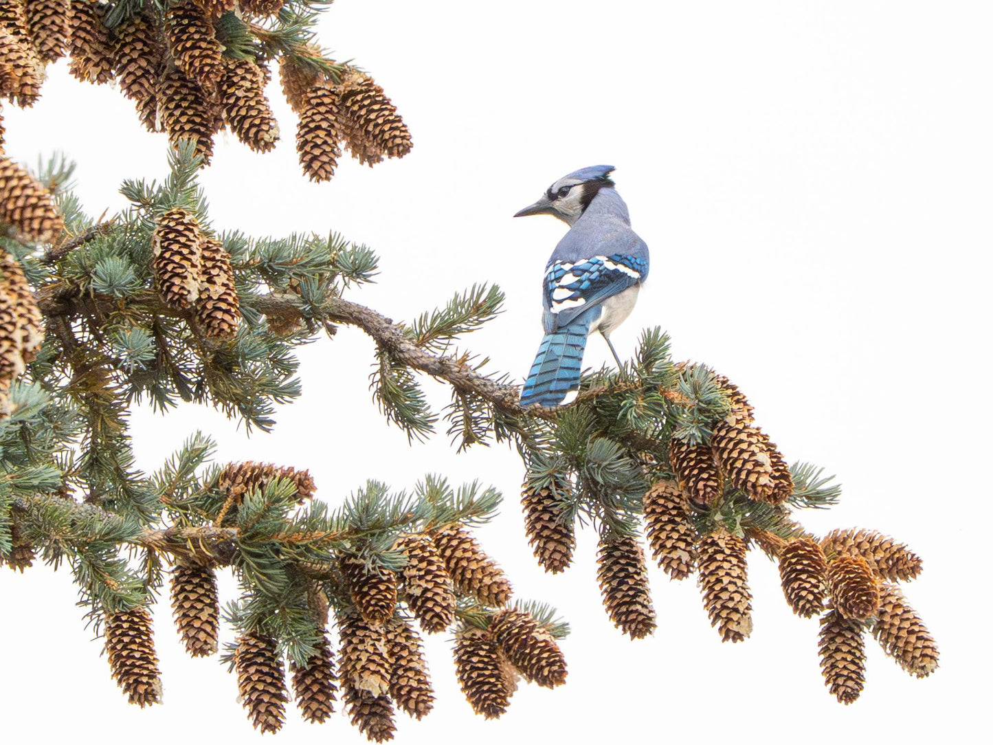 The Blue Jay and The Pine