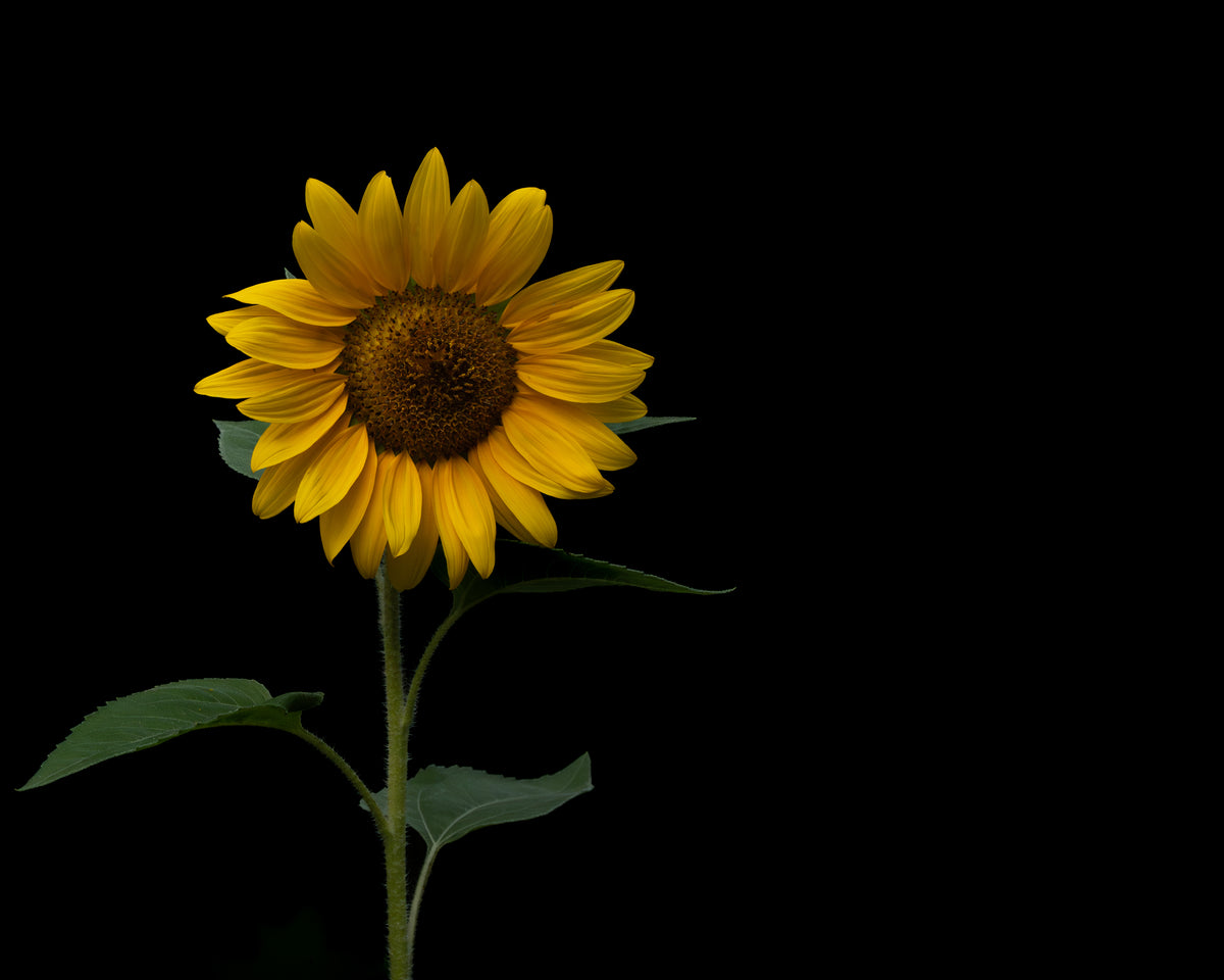 Finding the Light
