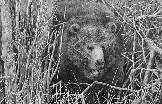 Grizzly Bear Limited Print