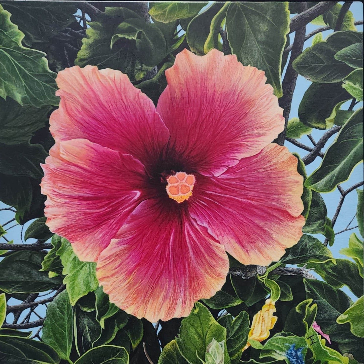 Hibiscus, Fine Art Print