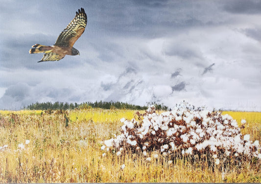 Northern Harrier