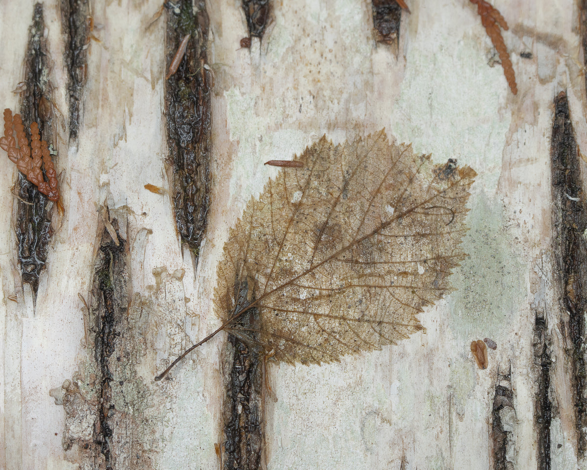Birch Tree Decoupage