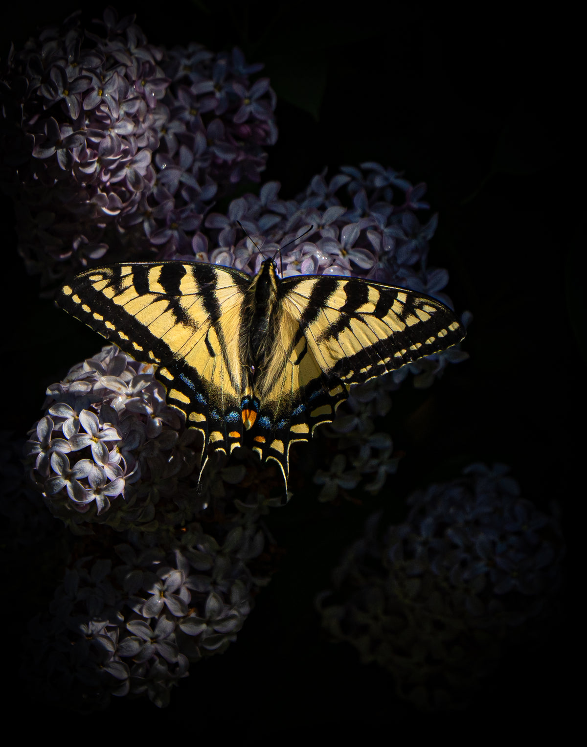 The Butterfly and the Lilacs