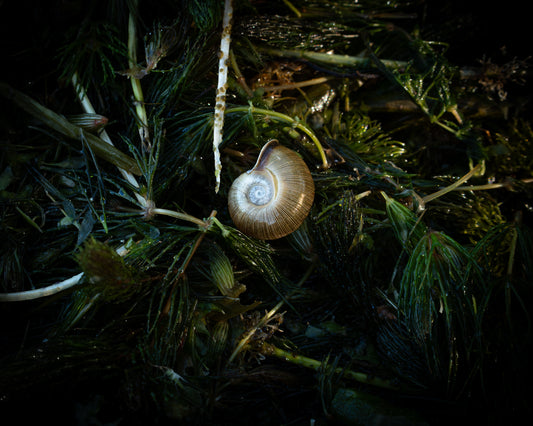 Spiral