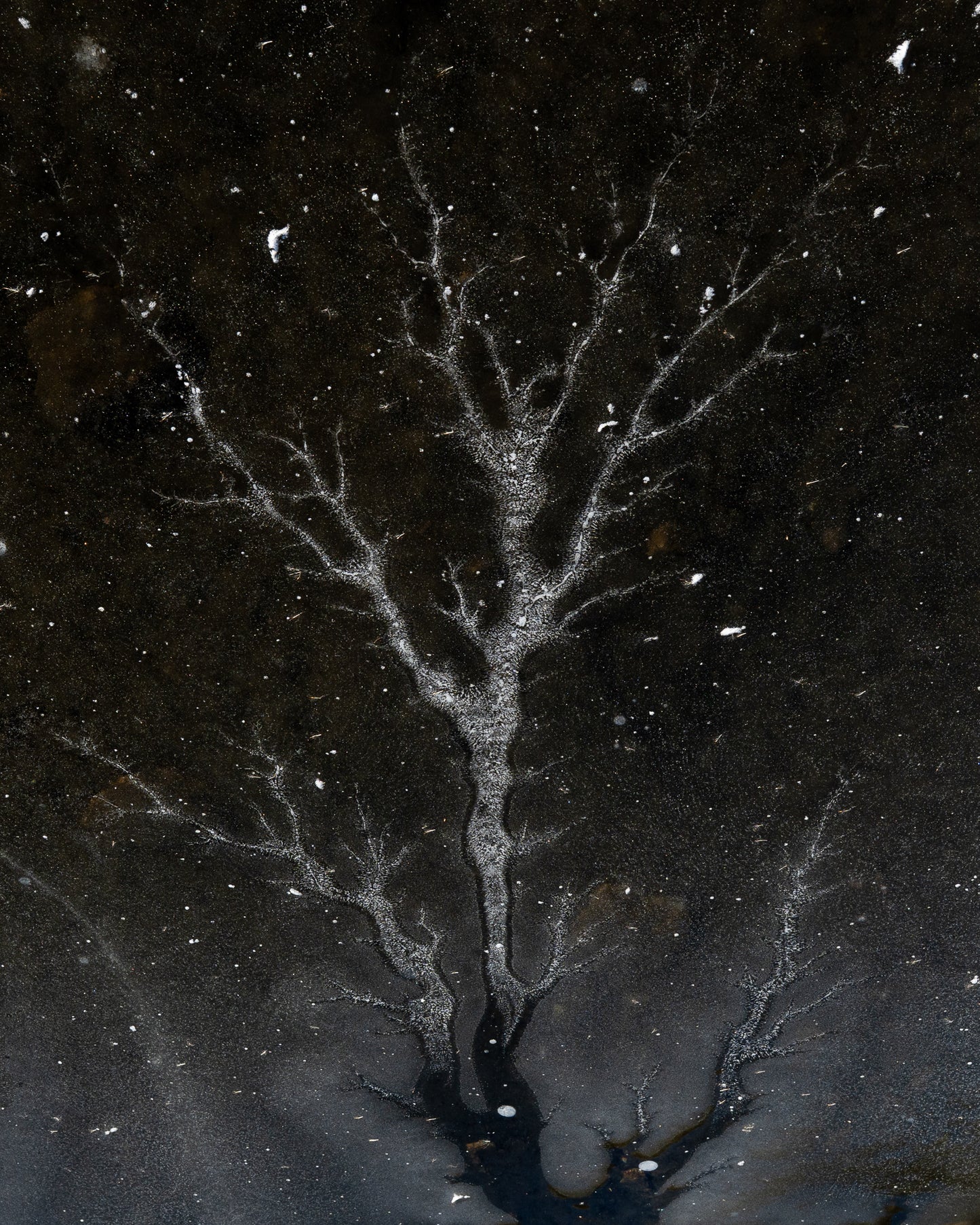 Tree of Ice
