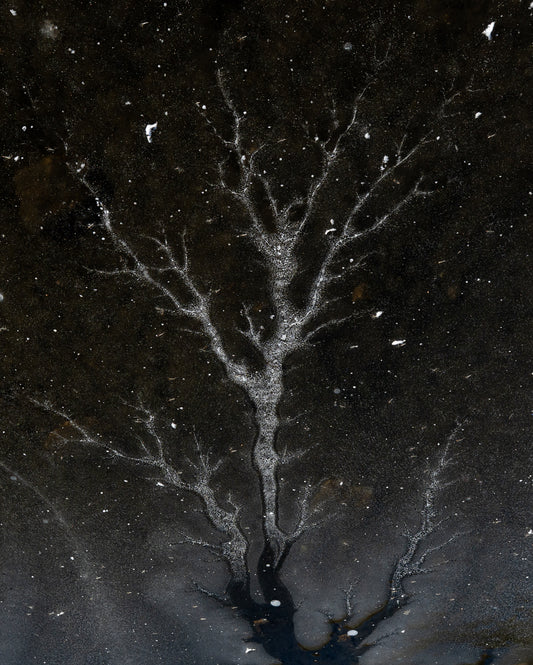 Tree of Ice