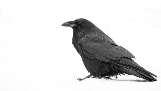 Raven in the Snow