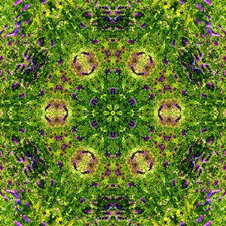 Floral Fractal