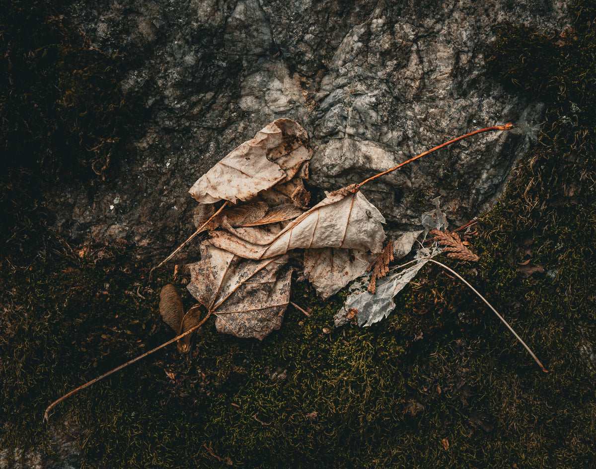 What Falls, Still Belongs, 2026