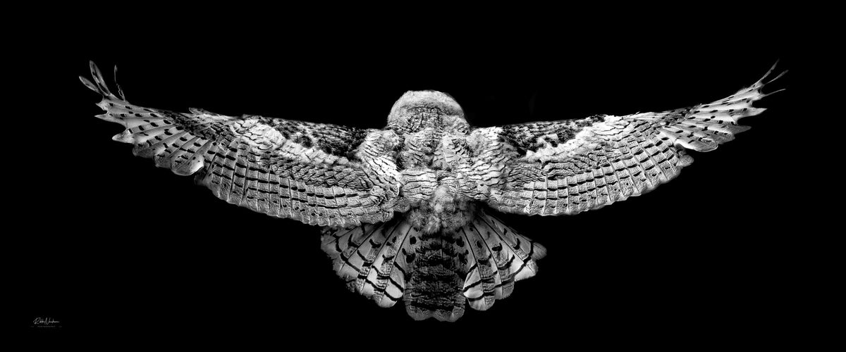 The Flight of the Owlet