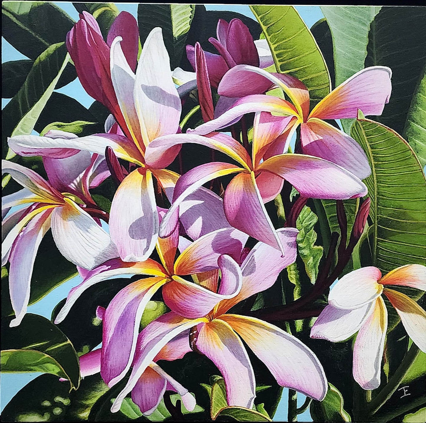 Plumeria, Fine Art Print
